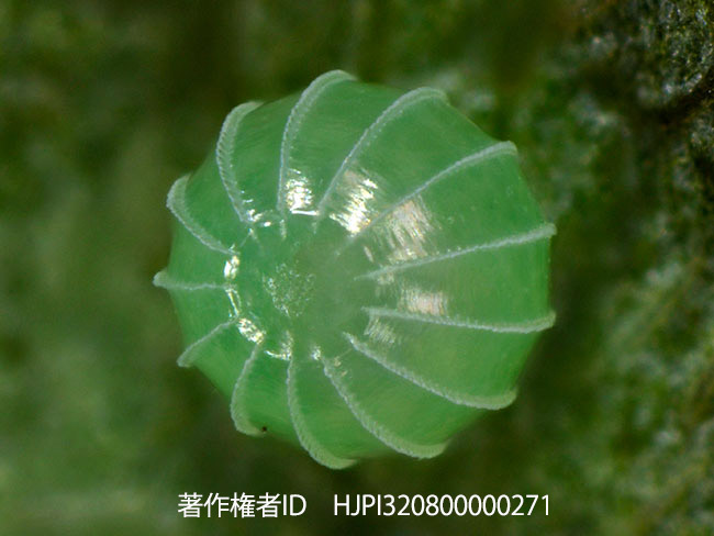 ハイイロタテハモドキの卵