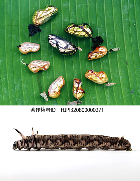 黄金に輝く蛹