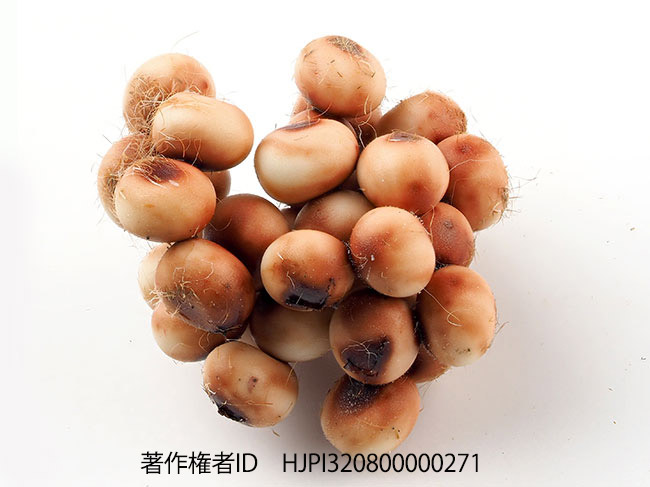 ヨナグニサンの卵