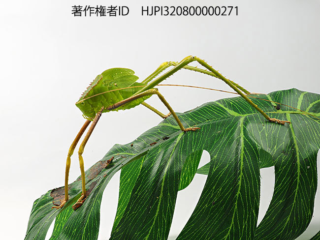 アシナガコノハギスの幼虫