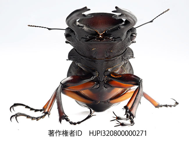 アカアシツヤクワガタを深度合成で