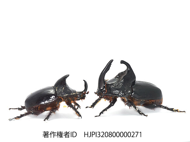 ムツノメンガタカブト