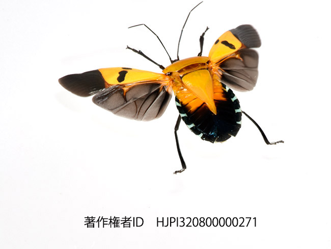 ジンメンカメムシの飛翔