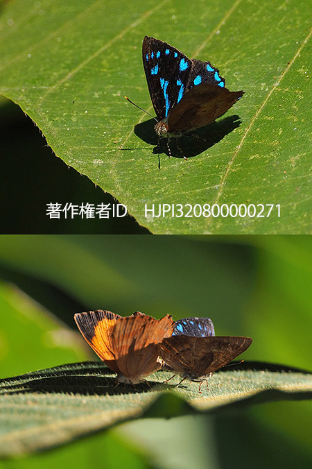 メスアカキララシジミの交尾