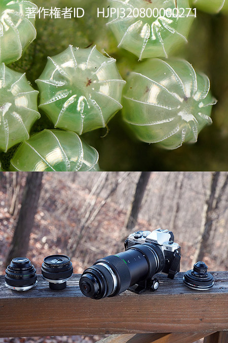 今年使ったカメラたち　35年前のマクロレンズ群