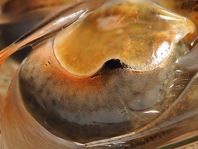 クルマエビの複眼を深度合成で