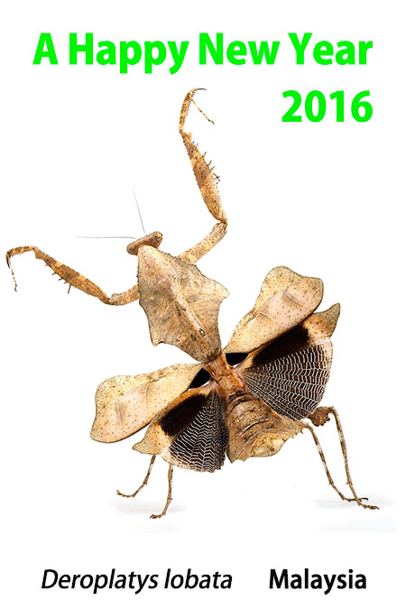 あけましておめでとうございます