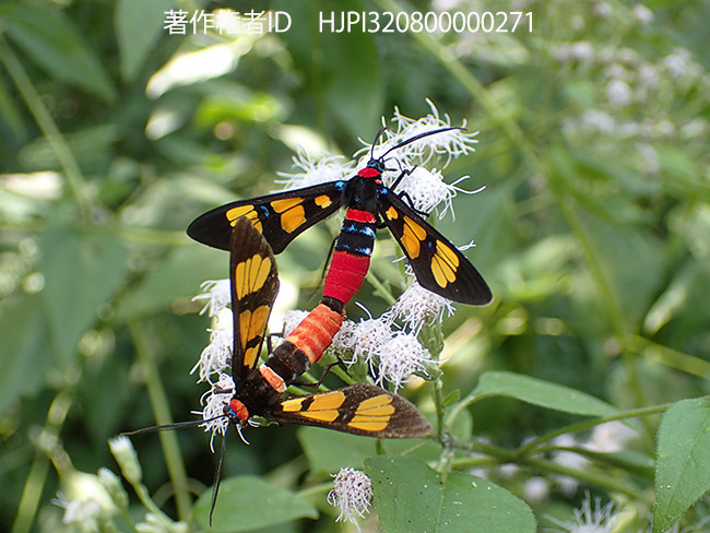 美しいカノコガ