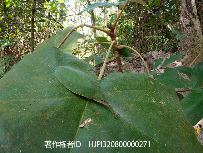 ヒラタツユムシの仲間を深度合成で　