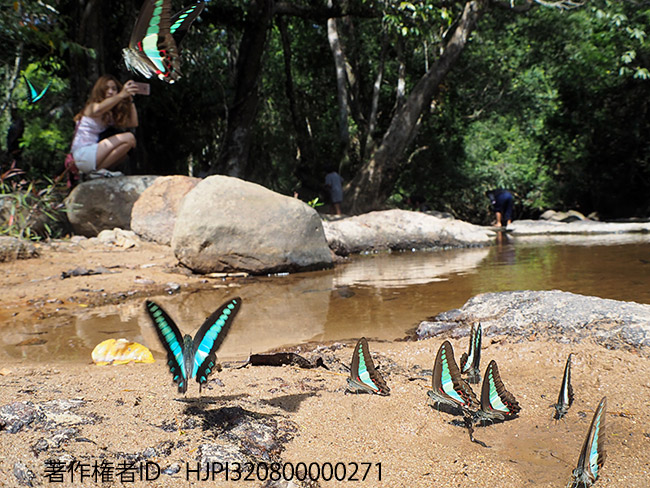 アオスジアゲハを撮る人