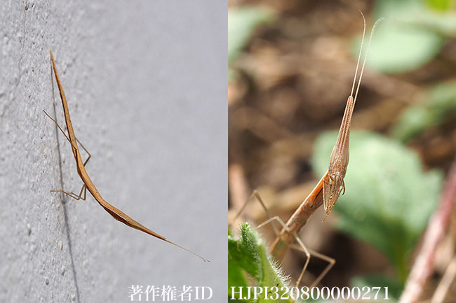 枯れ草に似たカマキリ