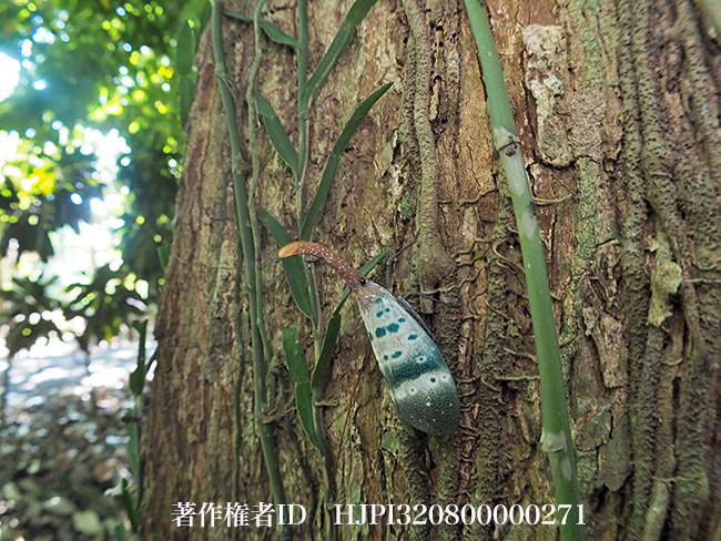 テングビワハゴロモをセミ魚眼で