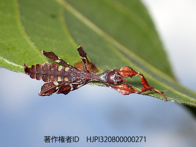 ホンコノハムシの１令幼虫 Phyllium siccifolium
