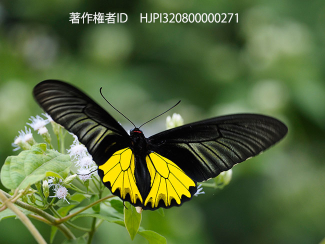 M.ZUIKO DIGITAL ED 300mm F4.0 IS PRO発表される