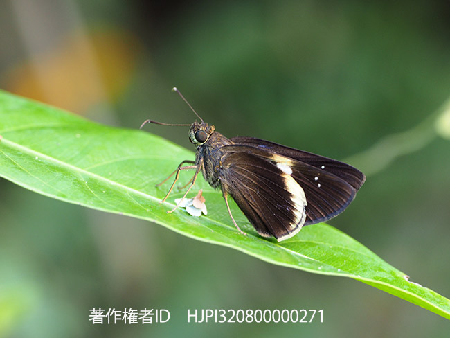 M.ZUIKO DIGITAL ED 300mm F4.0の手ぶれ補正の凄まじさ