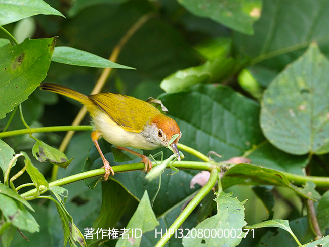 カマキリを捕らえたノドグロサイホウチョウ