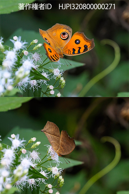 300mmF4で撮るタテハモドキの乾期型
