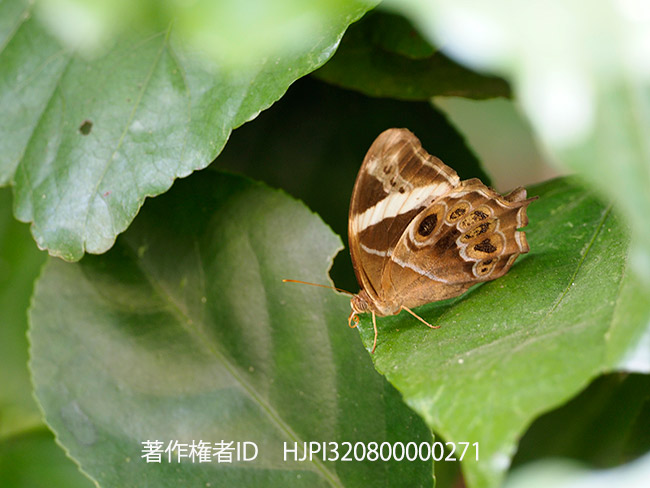 840mm相当、手持ち1/10のシャッタースピードで撮影したシロオビヒカゲ