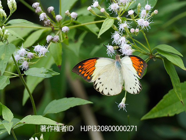 タイのツマベニチョウのメス