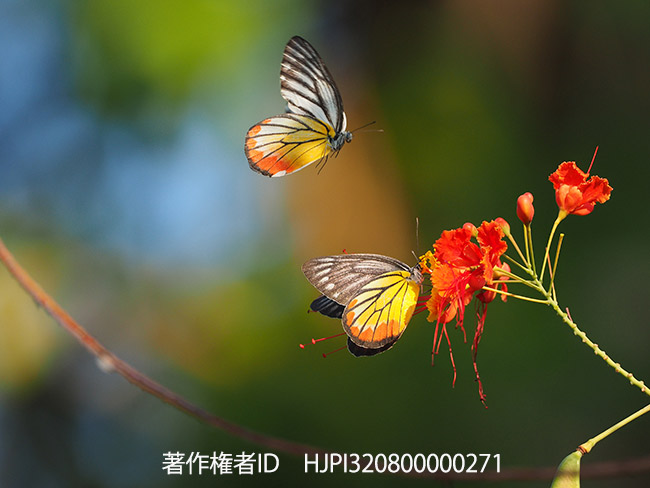 ベニモンカザリシロチョウ