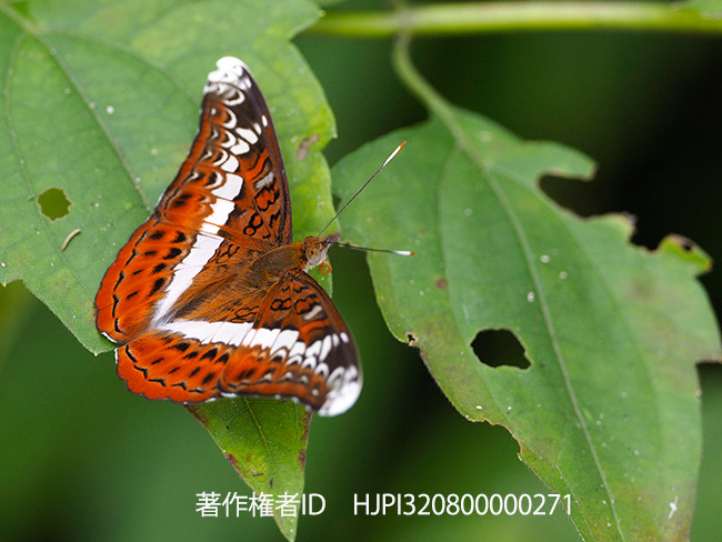 ツマジロアカイチモンジ