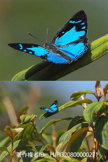 300mmF4で撮影のキララシジミの写真をトリミングしてみた