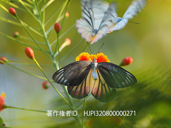 ベニモンカザリシロチョウの交尾拒否