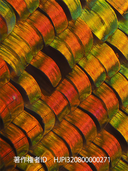 再びニシキツバメガの鱗粉