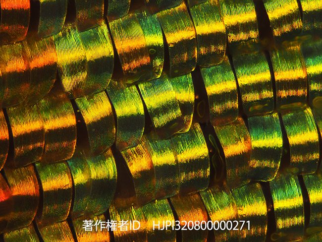 ニシキツバメガの鱗粉を自作テレコンで