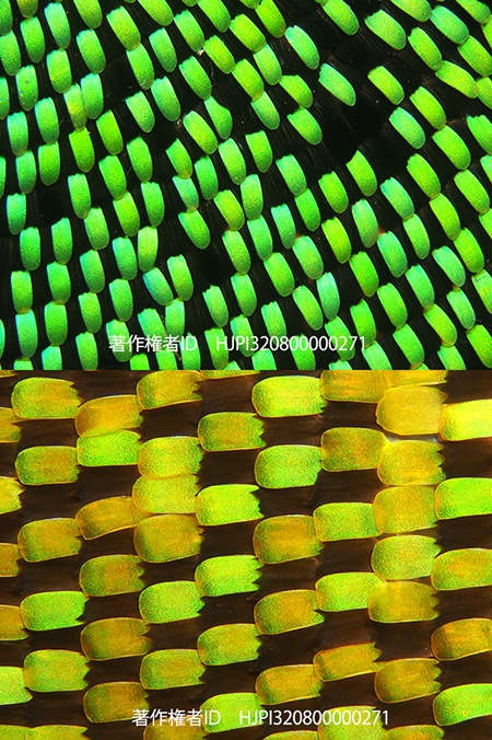 メガネトリバネアゲハの鱗粉