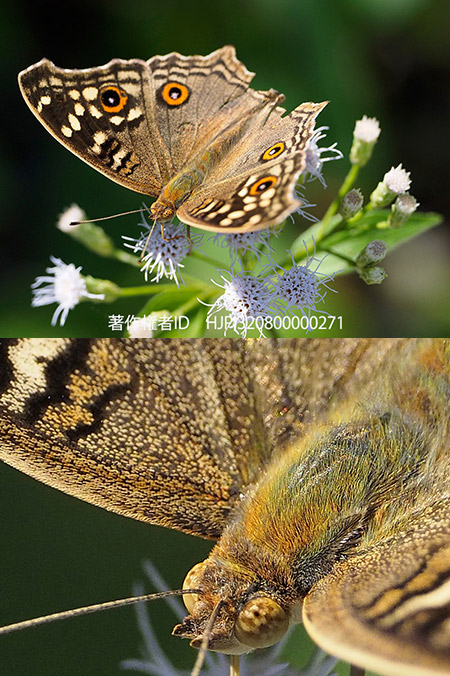 ジャノメタテハモドキを300mmF４で