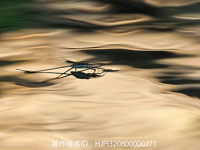 アメンボを超望遠で