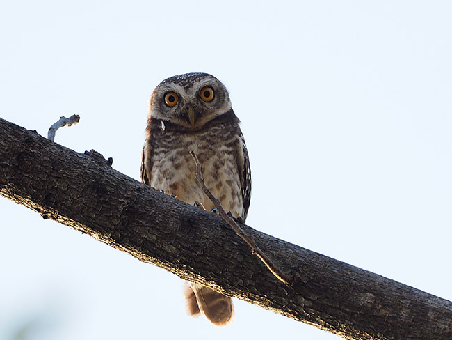 小さなフクロウ