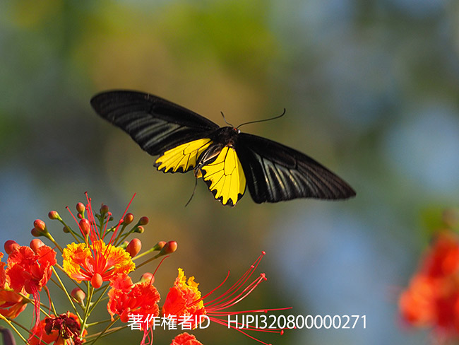 オオゴチョウの花にキシタアゲハ