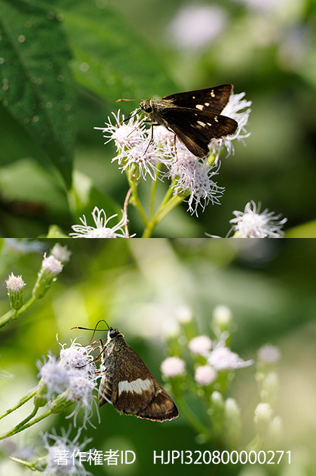 裏を見て驚くセセリチョウ