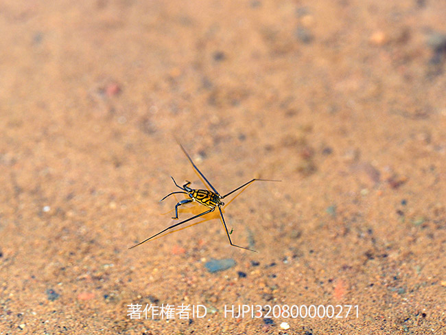 タイで出会ったシマアメンボの仲間