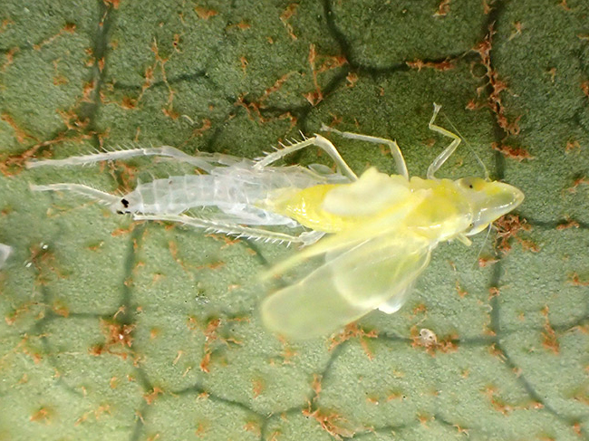 マエムキダマシの羽化
