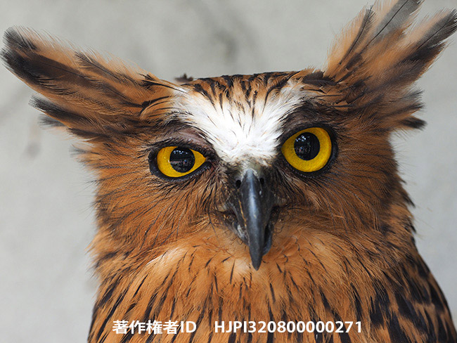 1/10で手持ち撮影。マレーウオミミズク