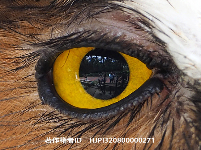 マレーウオミミズクの目に映るぼく