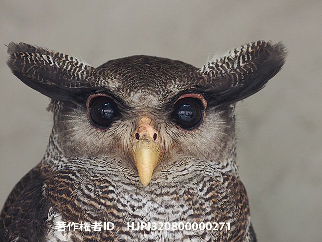 マレーワシミミズク