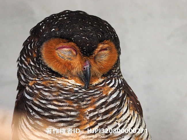 眠そうなマレーモリフクロウ