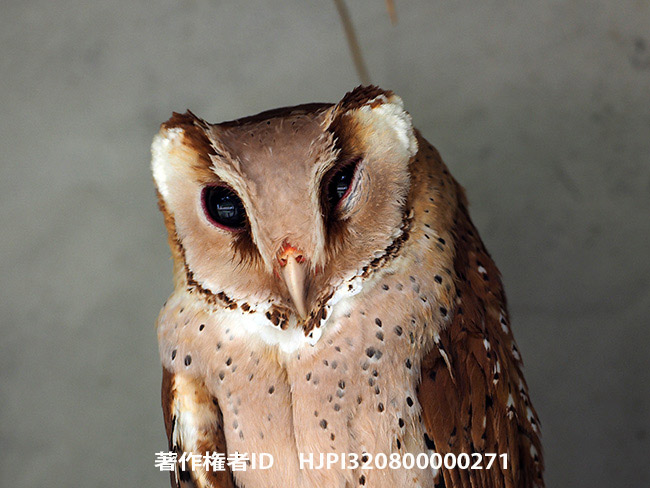 ニセメンフクロウ