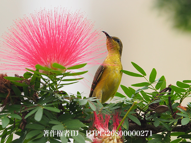 キバラタイヨウチョウのメス