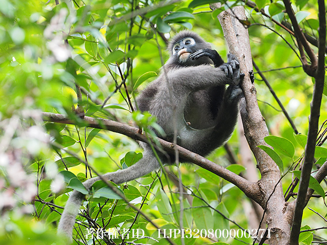 リーフモンキー