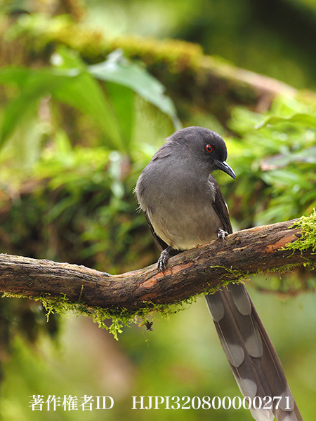 オナガウタイチメドリ