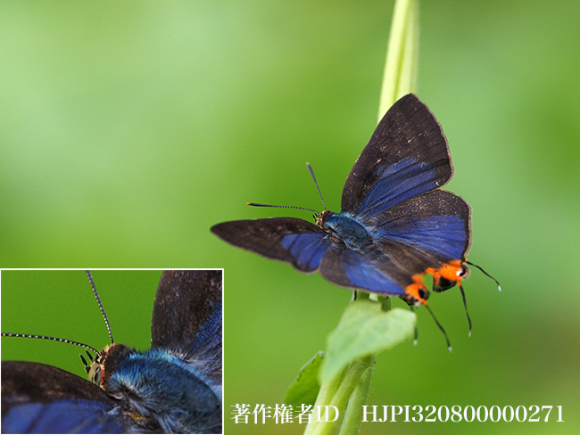 セリガキマダラルリツバメ