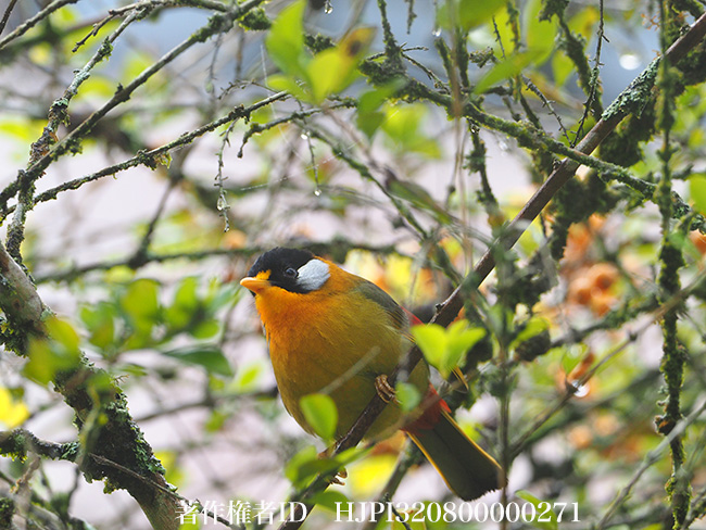 ゴシキソウシチョウ
