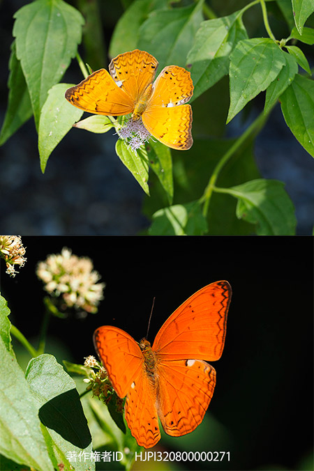 ネッタイヒョウモン