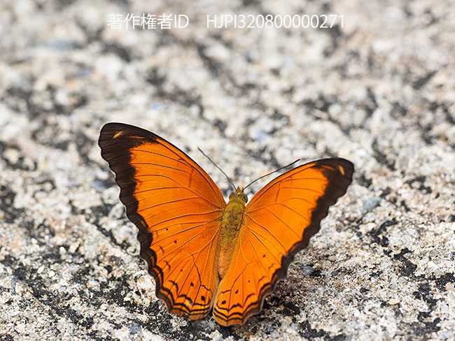 エマレアネッタイヒョウモン