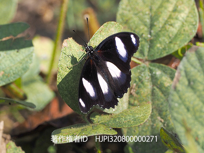 メスアカムラサキのオス